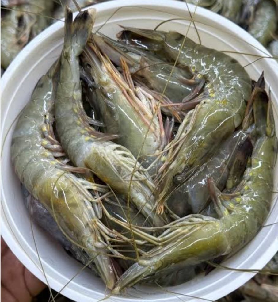 WhatsApp Image 2025-11-22 at 6.20.29 PM